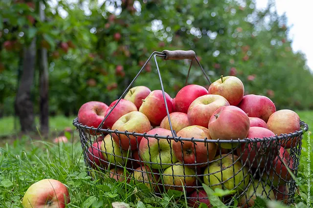 Apple Route Special | Classic Double — City Hotel Meckenheim, Meckenheim (3/3)