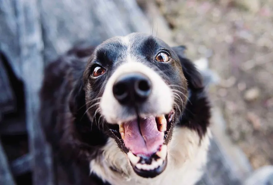 Classic | Space for the dog – City Hotel Meckenheim