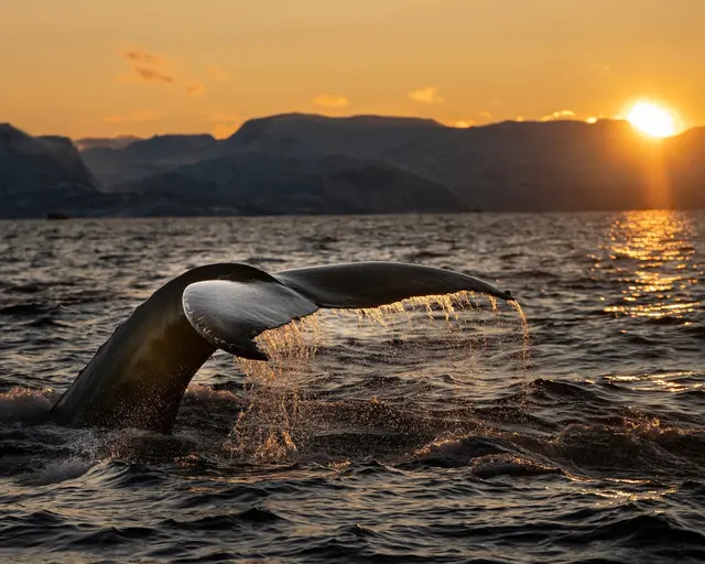 Whale Watching Season – Halii Kai by Polu Resorts